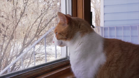 Cat-staring-out-of-a-window
