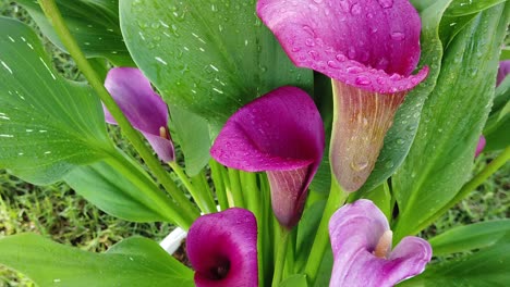 Slow-motion-video-of-Pink-Calla-Lily-blowing-in-the-wind