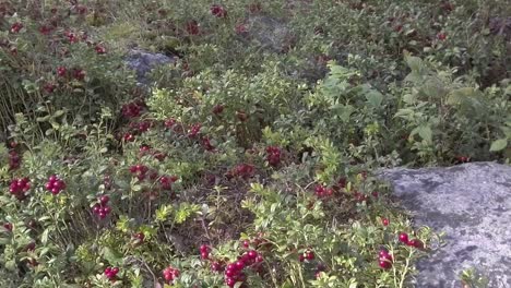 Wild-lingon-berries-in-Scandinavia