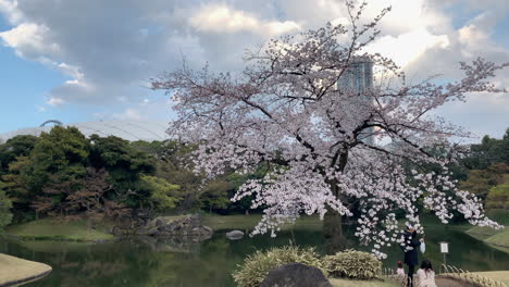 Eine-Magische-Szene-Einer-Blühenden-Kirschblüte-Am-Koishikawa-Botanischen-Gartensee-Mit-Einer-Familie,-Die-Fotos-Macht