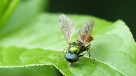 Macro-shot-of-a-golden-and-green-fly-with-one-wing-slightly-off