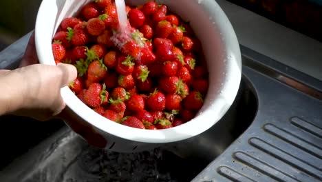 Rinsing-a-colander-of-strawberries-under-running-water-in-a-home-kitchen-with-natural-window-light