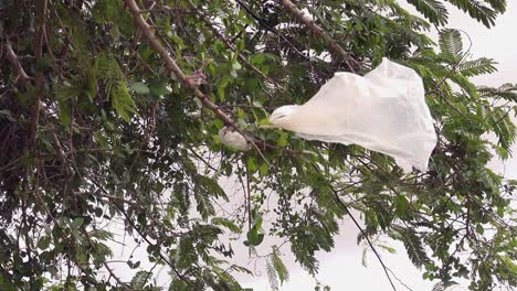 Plastic-Carrier-Bag-Stuck-in-a-Tree