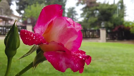 Regen-Fällt-In-Zeitlupe-Auf-Einen-Rosenbusch
