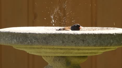 Junco-bird-in-a-birdbath-splashing-around