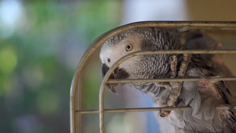 Close-up-shot-of-an-African-grey-with-head-and-claw-in-a-cage