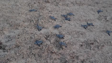 Newborn-green-sea-turtles-crawling-on-sand-toward-beach