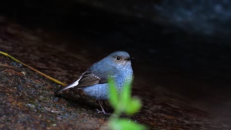 This-female-Plumbeous-Redstart-is-not-as-colourful-as-the-male-but-sure-it-is-so-fluffy-as-a-ball-of-a-cute-bird