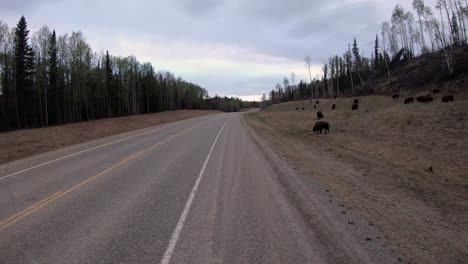 Herde-Von-Waldbisons,-Wie-Sie-Während-Der-Fahrt-Auf-Dem-Alaska-Highway-Zu-Sehen-Waren