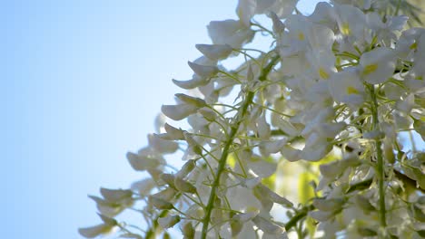 Close-up-of-white-flowers-of-a-wisteria-tree-gently-moving-in-the-spring-breeze-below-the-bright-blue-sky
