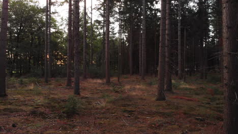 Low-to-the-forest-floor-aerial-forward-movement-in-a-pine-forest-at-sunrise-between-the-tree-barks