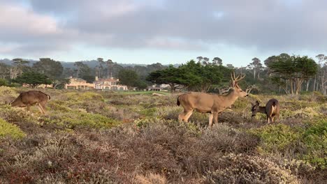 Deer-sighting-on-the-17-mile-scenic-drive-in-Pebble-Beach,-California