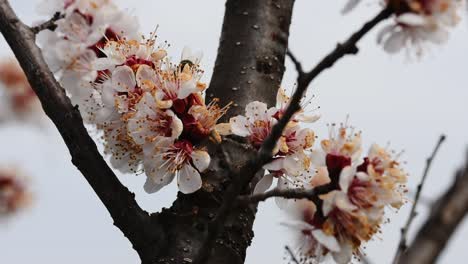 Bienen-Bestäuben-Die-Blüten-Eines-Blühenden-Aprikosenbaums