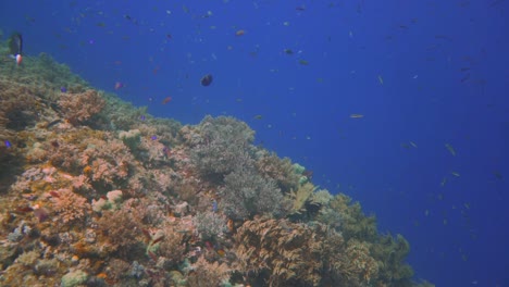 Cámara-Flotando-Sobre-Un-Colorido-Arrecife-De-Coral-Que-Cae-Al-Abismo