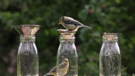 Cinemagraph-of-a-blue-tit-eating-on-a-bottle-while-another-one-stays-still
