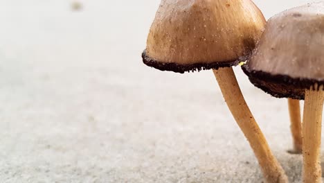 Mushroom-in-the-sand-close-up