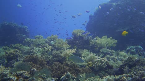 Das-Tägliche-Leben-Eines-Korallenriffs-In-Indonesien