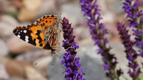 Close-up-on-a-painted-lady-butterfly-feeding-on-nectar-and-pollinating-purple-flowers-during-spring-bloom-SLOW-MOTION