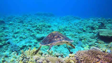 Wide-Angle-Timelapse-of-Healthy-Green-Turtle-Swimming-in-Clean-Blue-Sea