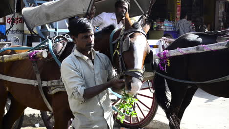 Horse-rider-feeding-horse-at-street-in-city-of-jodhpur-rajasthan-India-in-daylight-close-up-side-shot
