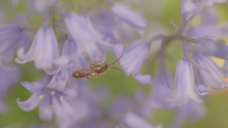 Mosquito-insect-flying-around-bluebell-flowers-in-England