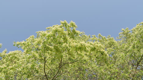 a-tree-with-green-leaves-in-blue-sky