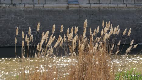 Reeds-in-a-river-with-a-stone-wall-at-the-background