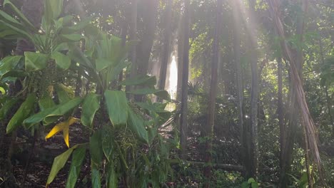 Dramatic-brightly-lit-tropical-Amazonian-style-rainforest-scene-with-sunlight-streaming-through-the-tangled-trees-and-illuminating-the-rain-droplets-of-a-monsoon-like-shower,-in-dramatic-god-rays
