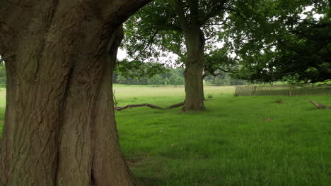 Shot-moving-backwards-through-a-section-of-old-oak-trees-in-the-summer