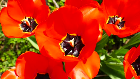 Flowering-tulips