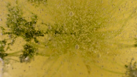 alien-liquid-botany-experiments-with-bubble-and-debris-movement-and-extreme-depth-60fps
