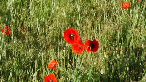 Three-poppies-with-a-bee-flying-around