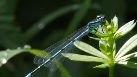 Macro-shot-of-a-beautiful-blue-dragon-fly-sitting-on-top-of-a-green-plant-in-slow-motion
