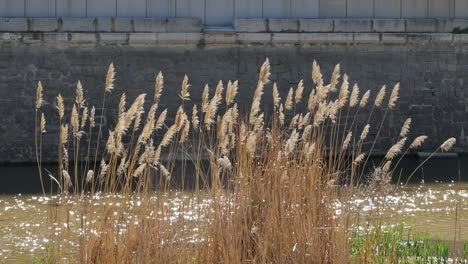 Reeds-in-a-river-with-a-stone-wall-at-the-bottom-of-the-clip