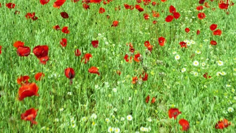 A-shot-walking-through-a-poppies-field-with-small-daisies-too