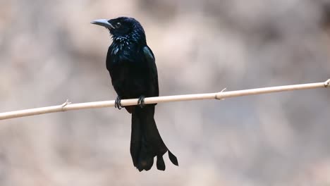 The-Hair-crested-Drongo-or-is-a-bird-in-Asia-from-the-family-Dicruridae-which-was-conspecific-with-Dicrurus-bracteatus-or-Spangled-Drongo-in-which-it-can-be-tricky-to-differentiate-from-each-other