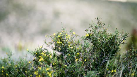 Flores-Amarillas-Del-Desierto-Durante-El-Día-En-El-Cañón-De-Roca-Roja