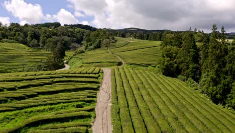 Sand-path-between-tea-shrub-rows-in-Chá-Gorreana-plantation,-aerial
