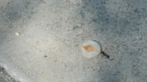 A-clip-of-an-ant-carrying-a-seed-on-a-sidewalk