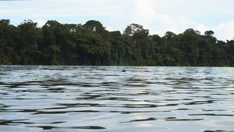 Otter-Sicht-Auf-Wasserspiegel-Der-Riesenotterfamilie,-Die-Auf-Dem-Fluss-Neben-Dem-Amazonas-Regenwald-Schwimmt