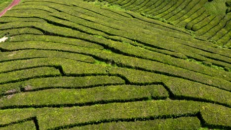 Tea-shrub-terraces-in-Cha-Gorreana-plantation,-Azores,-flyover-view