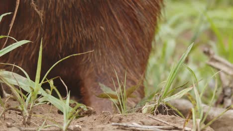 Extreme-Nahaufnahme-Eines-Capybara-Gesichts,-Das-Sich-In-Zeitlupe-Von-Grassprossen-Ernährt