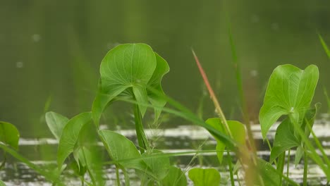 Beautiful-leaf---pond-area---water-