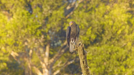 Turkey-vulture-sits-on-top-of-a-tree-basking-and-preening-in-the-morning-light