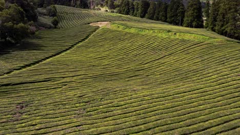 Rows-of-tea-shrubs-in-Cha-Gorreana-plantation,-Azores,-flyover-view