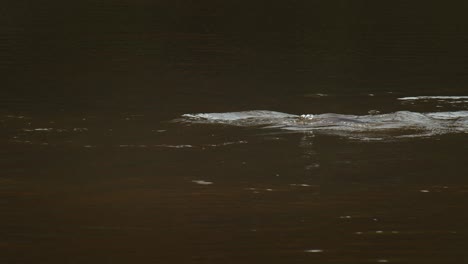 Otterpaare-Schwimmen-In-Den-Morgenstunden-Synchron-Im-Flusswasser,-Während-Sie-Tauchen-Und-Auftauchen