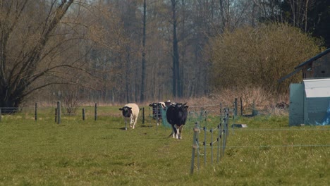 Vacas-Saliendo-Del-Establo-Para-Pastar