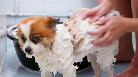 Woman-hands-bathing-dog-on-the-bathtub