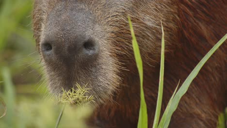 Super-Nahaufnahme-Eines-Capybara-Gesichts,-Das-Gras-Frisst