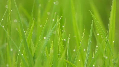 Grünes-Reisgras-Im-Teichbereich